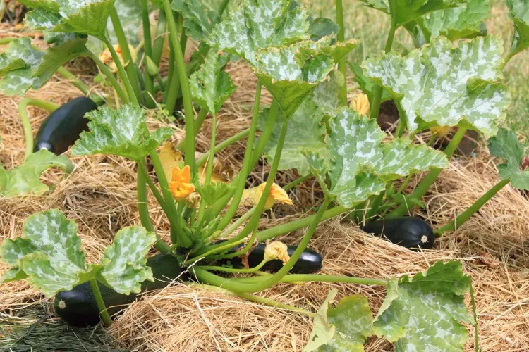 growing zucchini in your garden