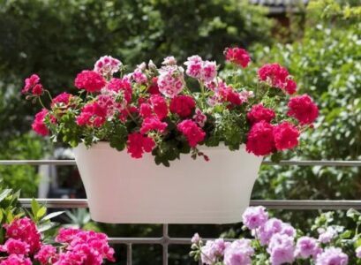 how-to-boost-the-flowering-of-geraniums