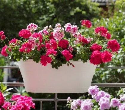 how-to-boost-the-flowering-of-geraniums