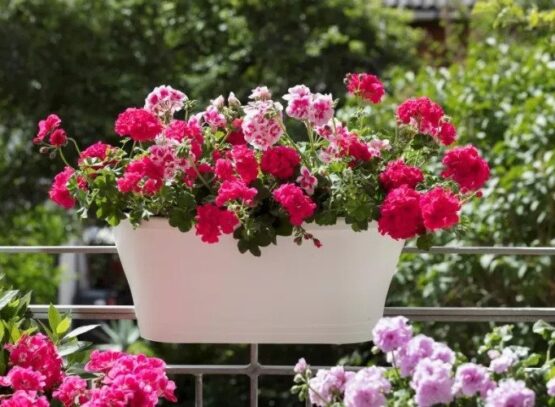 how-to-boost-the-flowering-of-geraniums