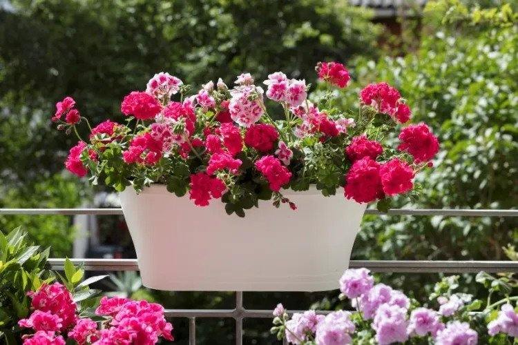 how to boost the flowering of your geraniums