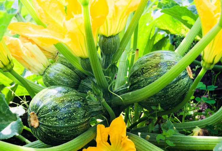 how to grow beautiful zucchini 2022