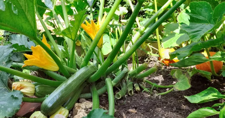 how to grow zucchini properly