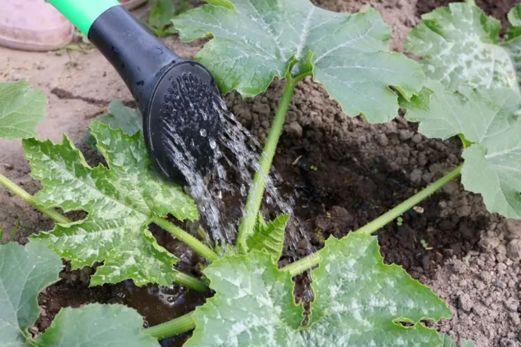 importance of watering courgettes