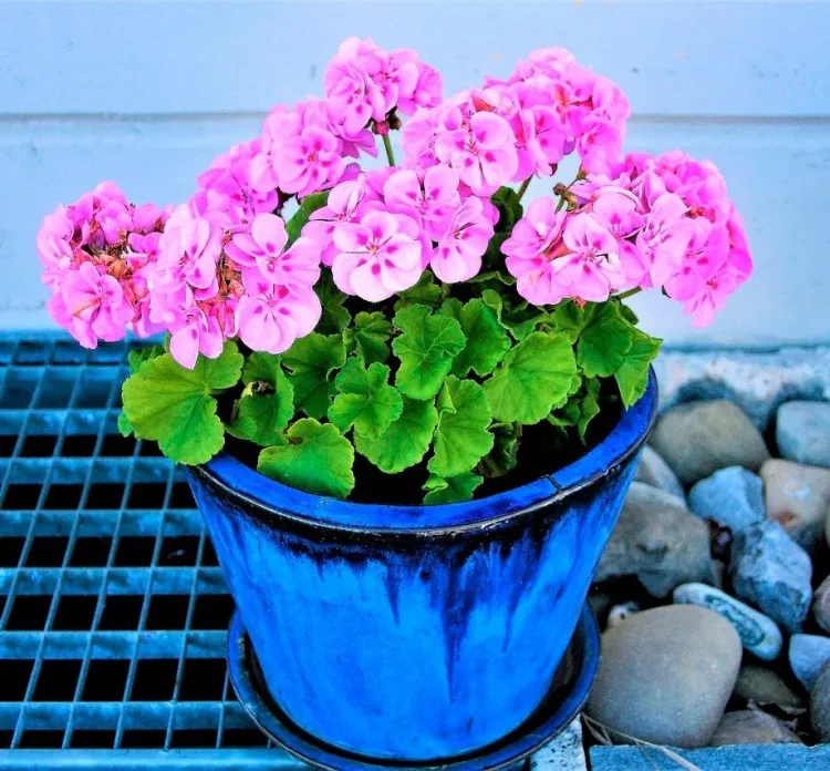 natural fertilizer to stimulate geranium flowering