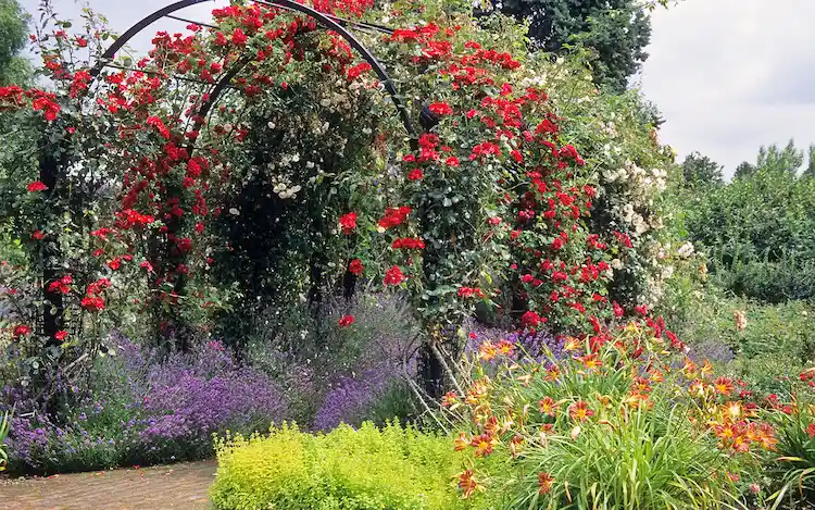 plant different roses on a rose arch tunnel