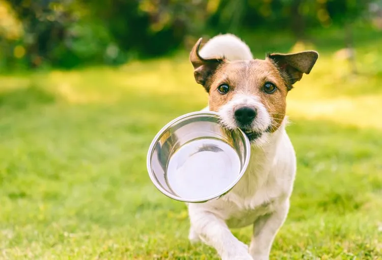 how to choose the best dog bowls