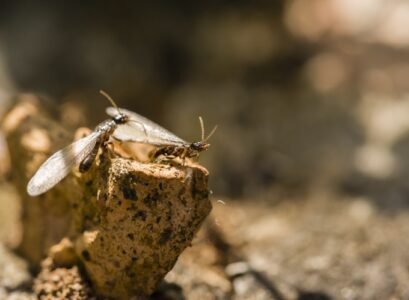 4-Reasons-Why-DIY-Termite-Treatments-Fail