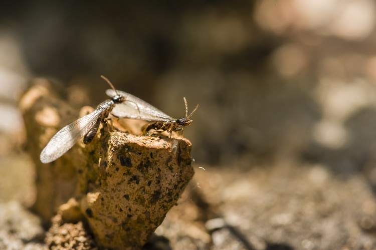 Why DIY Termite Treatments Fail