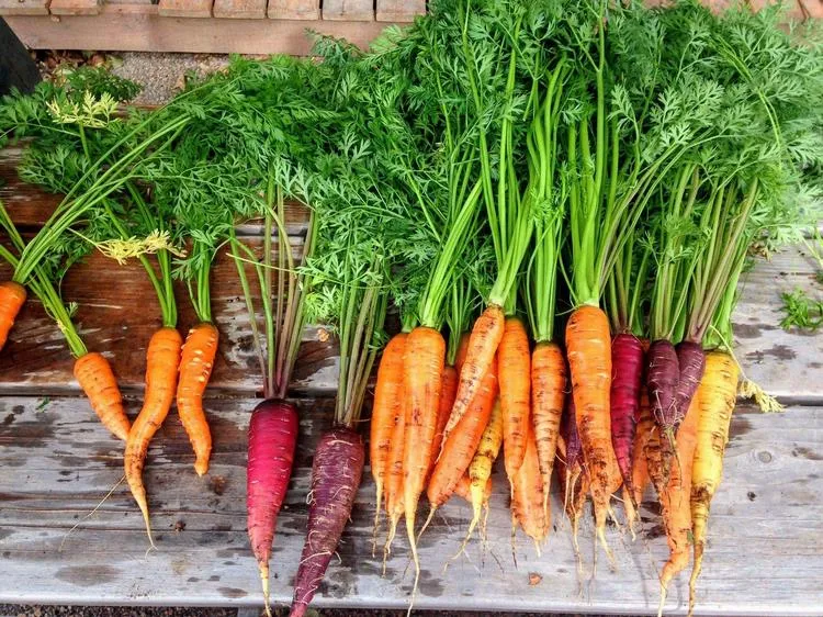 Are Unpeeled Carrots More Nutritious