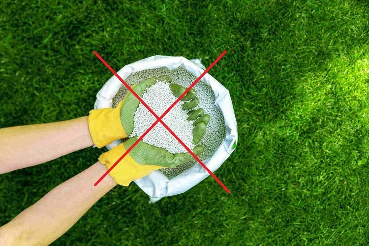 Avoid aeration scarifying and lawn fertilization in summer