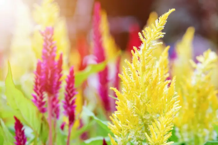Celosia Argentea strong flower colors for balcony and patio