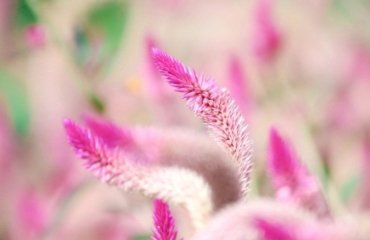 How-to-grow-Celosia-Caracas-plant-and-care-in-the-garden-and-pot