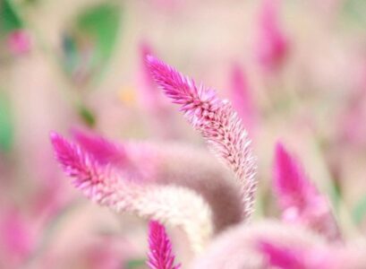 How-to-grow-Celosia-Caracas-plant-and-care-in-the-garden-and-pot