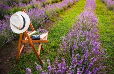 How-to-take-care-of-your-lavender-flowering-pruning-and-maintenance