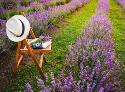 How-to-take-care-of-your-lavender-flowering-pruning-and-maintenance