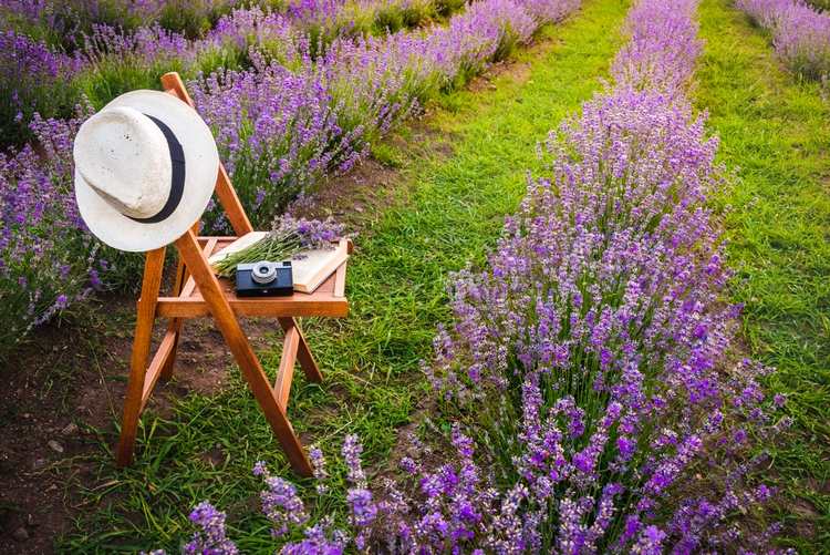 How-to-take-care-of-your-lavender-flowering-pruning-and-maintenance