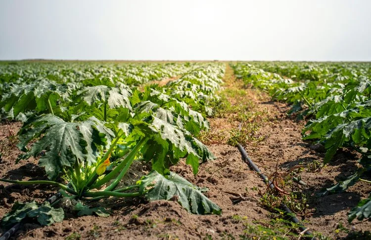 Recognize powdery mildew on zucchini treat and prevention tips