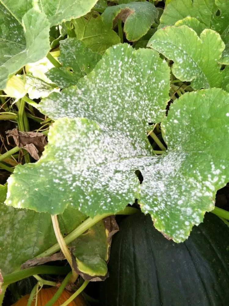 fight mildew on zucchini air circulation and sun