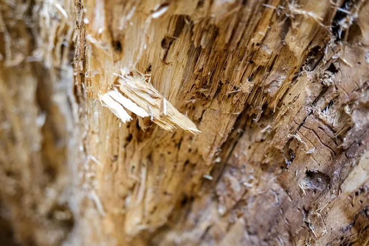 Why DIY Termite Treatments Fail pest control
