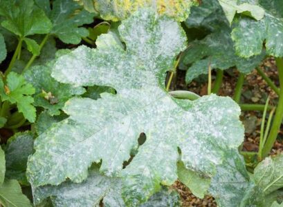 Zucchini-Diseases-What-Is-Powdery-Mildew