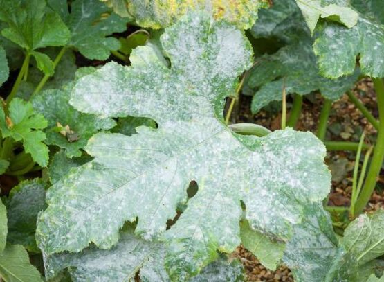 Zucchini-Diseases-What-Is-Powdery-Mildew