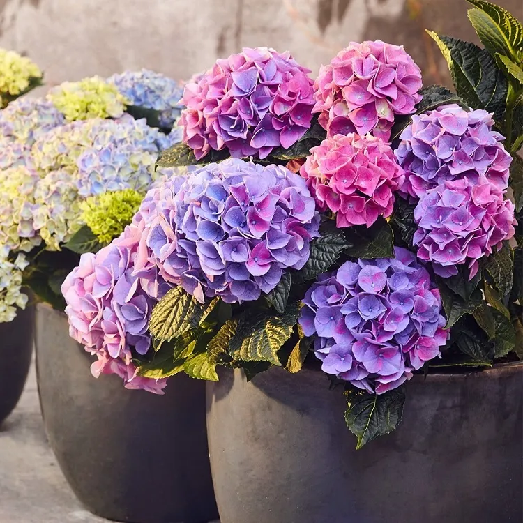 collect rainwater to water the hydrangeas in summer heat
