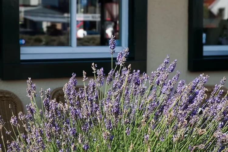 flowers for full sun balcony or patio lavender