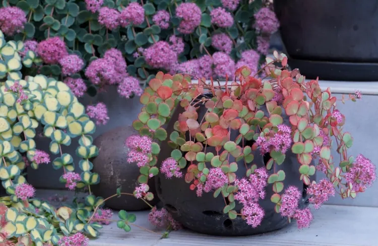 sedum full sun patio balcony plants ideas