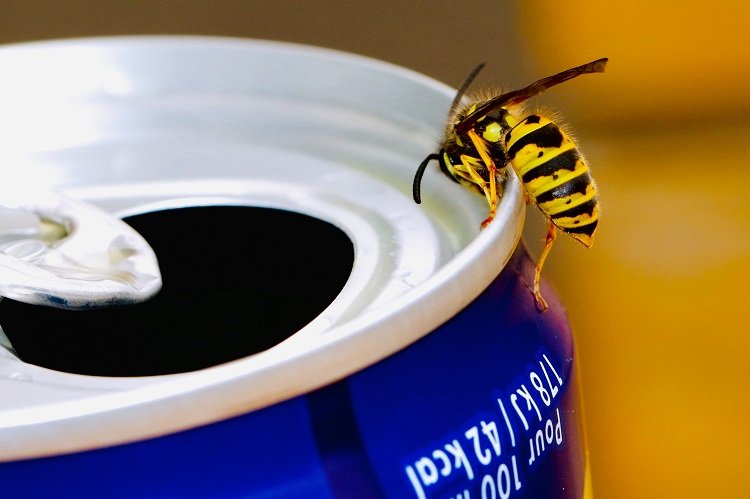 How to Keep Wasps off the Table Natural Tips