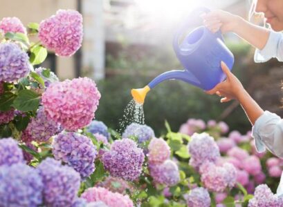 how-to-water-a-hydrangea-in-summer-period-heat-wave