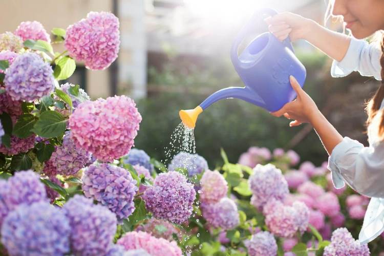 how to water a hydrangea in summer