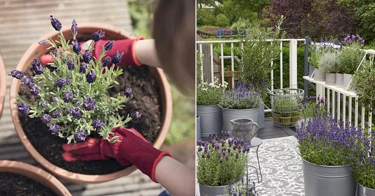 lavender varieties flowering pot hedges borders