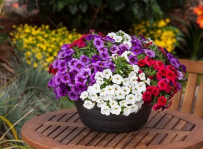 plants-for-full-sun-patio-calibrachoa
