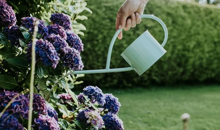 what is the best time of the day to water hydrangeas in summer