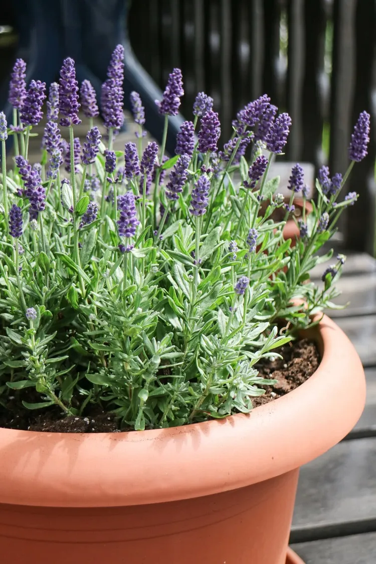 when how to plant lavender pot garden maintenance