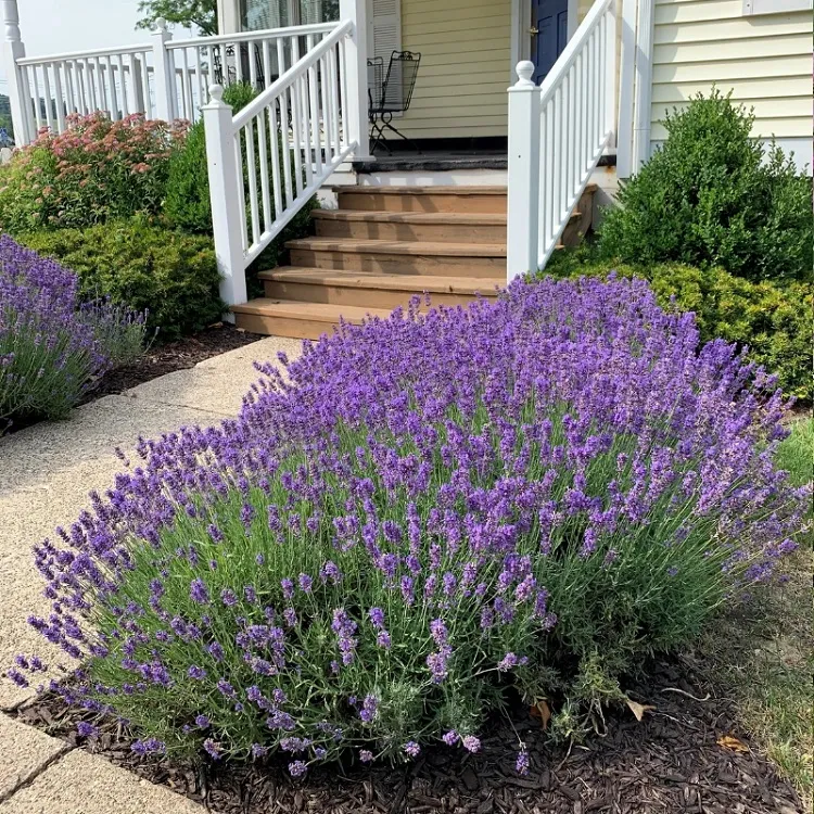 when how to prune lavender after flowering
