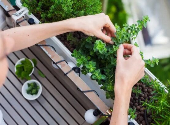 Balcony-herb-garden-useful-tips-how-to-maintain