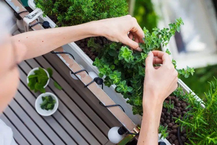 Balcony herb garden useful tips how to maintain