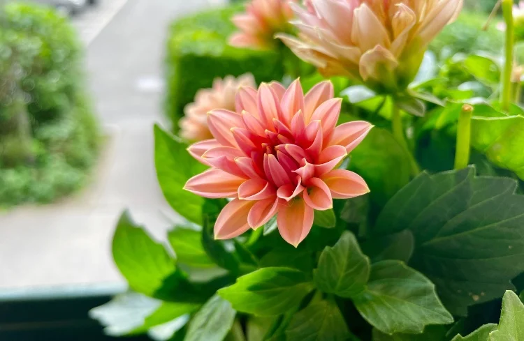 Caring for autumn flowers for balconies dwarf dahlias in window boxes