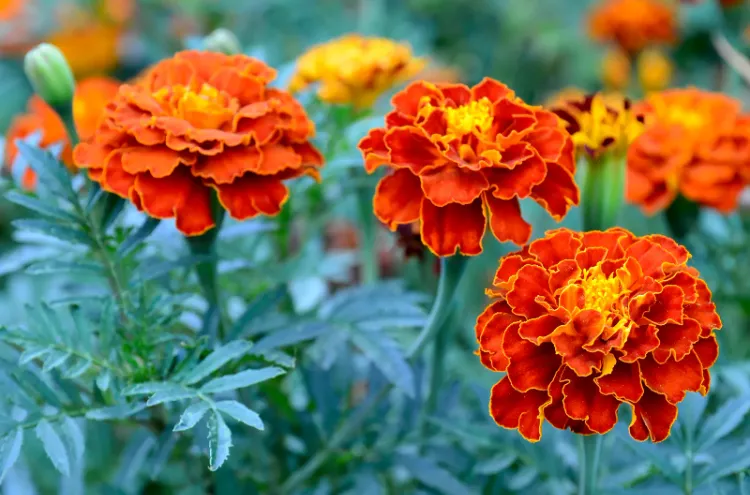 Caring for heat resistant plants calendula in heat