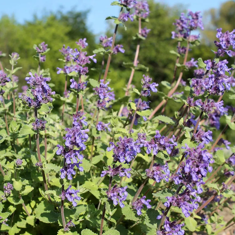 Catnip plant how to care for heat resistant plants in the garden