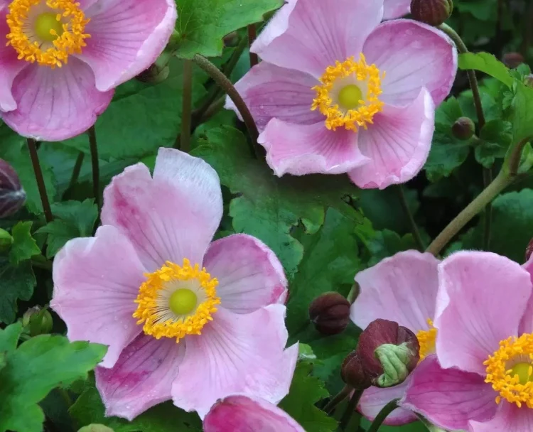 Fall Anemone variety bee friendly pink flowers