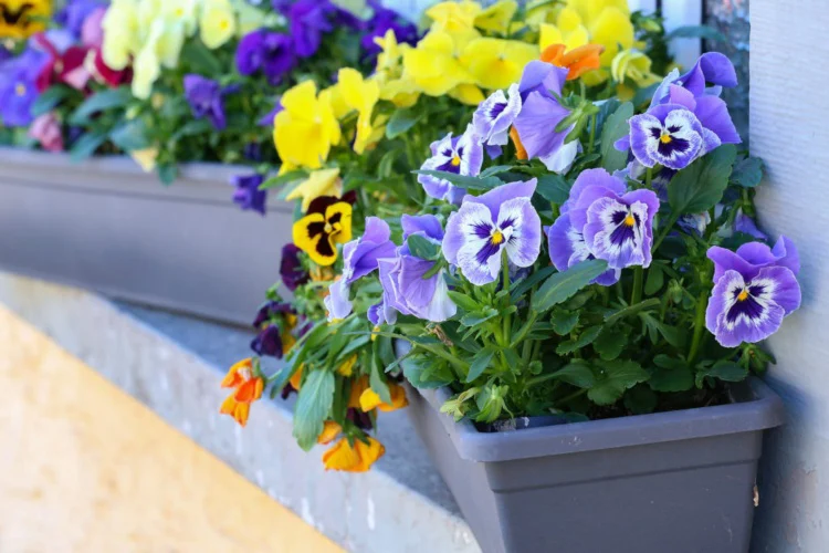 Fall flowers for the balcony pansies and violets