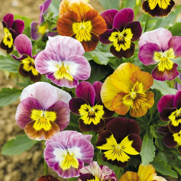 Horned violets for flower boxes for balconies in autumn