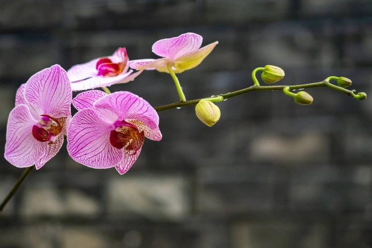 How long orchids bloom and how you can extend the flowering time