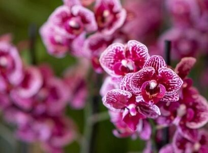 How-long-orchids-bloom-depends-on-the-variety