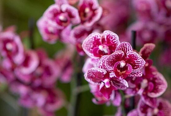 How-long-orchids-bloom-depends-on-the-variety