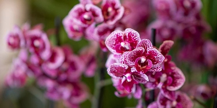 How long orchids bloom depends on the variety