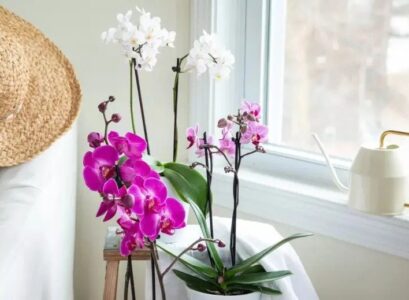 How-often-to-water-orchids-tips